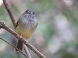 Northern Bentbill